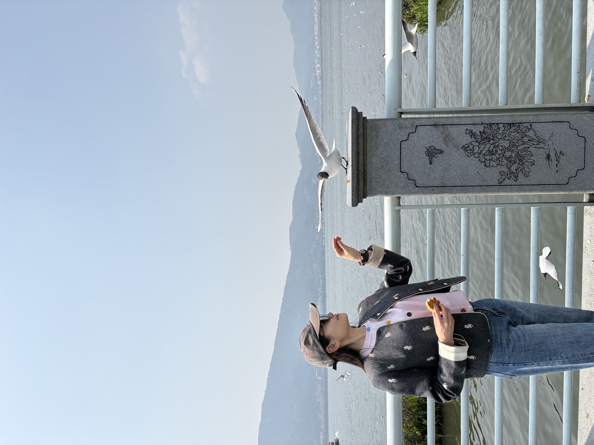 晶晶在滇池大坝喂海鸥，海鸥展翅落在石柱上