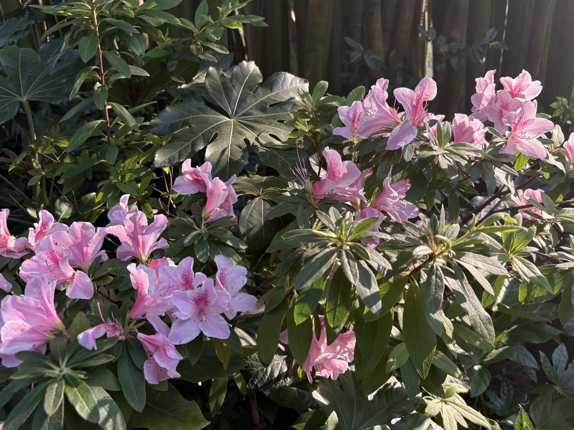 逆光里的粉色杜鹃花
